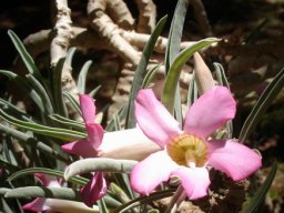 Adenium oleifolium stems
